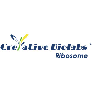 Ribosome Analysis - Creative Biolabs