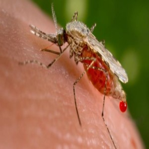 Huge GMO Fail On Disease-laden Mosquitoes in Brazil