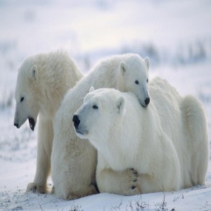 University Dumps Professor Who Documented Increases In Polar Bear Population