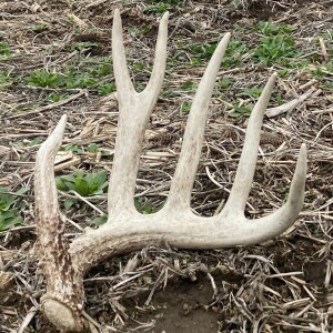 Ep. 211 Pickin' Bones: How To Get Shed Hunting Permission