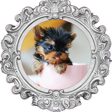 Teacup Puppy Tips Los Angeles