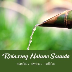 Bamboo Fountain & Lotus Music | 15 Minutes