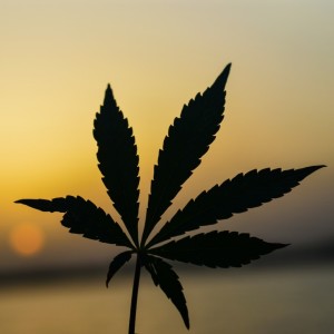 105: Current News & Marijuana Law Reform