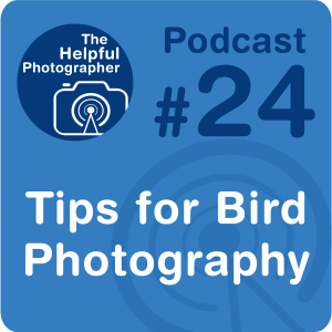 24: 3 Tips for Great Bird Photography