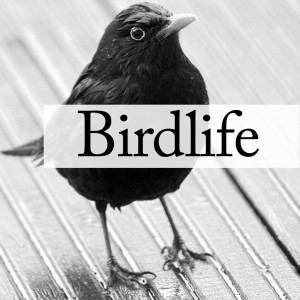 BIRDLIFE - A Poetry Project