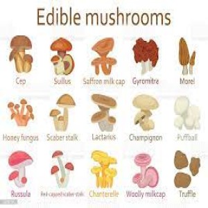 Medicinal Plants with Hortense - Let‘s talk about Mushrooms