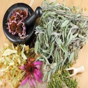 Les Plantes Medicinales - Medicinal Plants