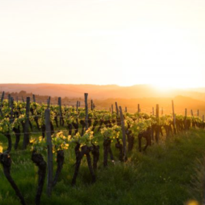 Sustainable tourism: How do we link sustainable tourism with sustainable wine?