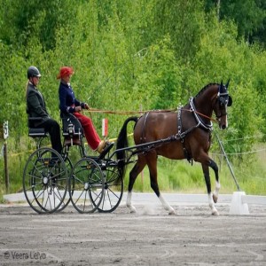 #77, SM i körning, driva stall och massor av annat med Ewa Nowen