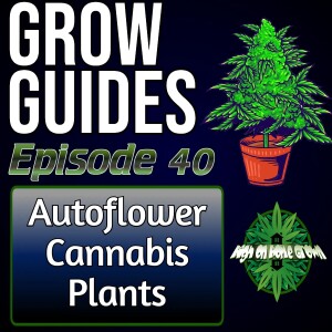 How to Grow Autos | Cannabis Grow Guides Episode 40