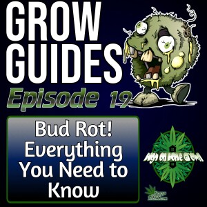 Bud Rot, How to Prevent it, Identify it, and What to Do if you Find it | Grow Guide Episode 19