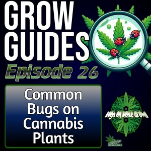 Common Bugs You May Find on Cannabis Plants | Cannabis grow Guides Episode 26