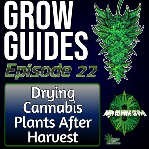 How to Dry Cannabis After Harvest | Grow Guides Episode 22