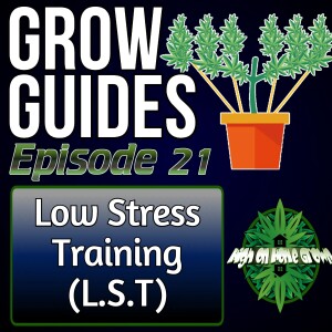 Low Stress Training for Cannabis Plants | Cannabis Grow Guides Episode 21
