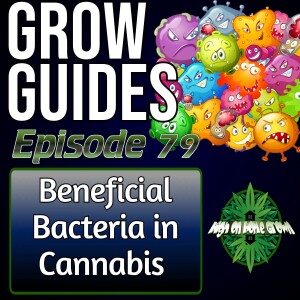 Using Beneficial Bacteria for Happy Healthy Cannabis Plants | Cannabis Grow Guides Episode 79