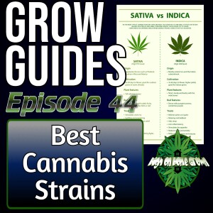 The Best Cannabis Strains | Cannabis Grow Guides Episode 44