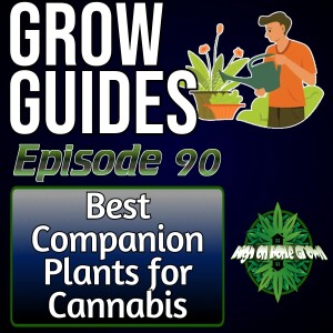 Best Companion Plants for Growing Cannabis | Cannabis Grow Guides Episode 90