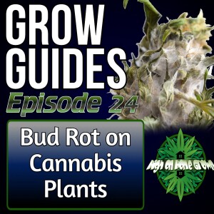 Bud Rot on Cannabis Plants | Cannabis Grow Guides Episode 24