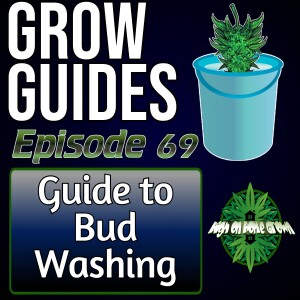 What is Bud Washing, How to Do It, and Why | Cannabis Grow Guides Episode 69
