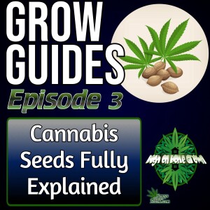 Cannabis Seeds Fully Explained | Grow Guides Episode 3