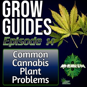 Common Cannabis Plant Problems | Cannabis Grow Guides Episode 11