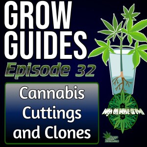 How to Take Cuttings and Clones from Cannabis Plants | CAnnabis Grow Guides Episode 32