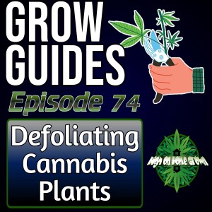 Defoliation and Pruning: Enhance Your Cannabis Garden’s Potential | Cannabis Grow Guides Episode 74