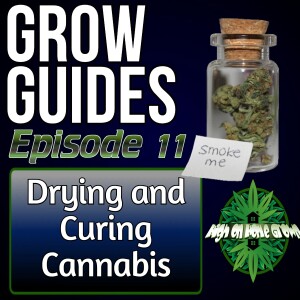Drying and Curing Cannabis | Cannabis Grow Guides 11