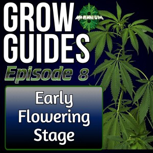 Early Flowering Stage of Cannabis Plants | Cannabis Grow Guides Episode 8