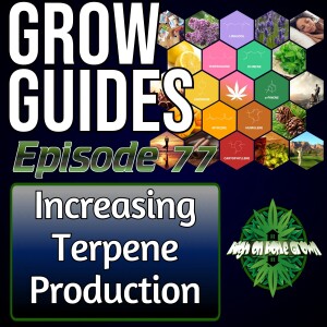 Increasing Terpene Production on Cannabis Plants, for Tastier and Stinkier Cannabis | Cannabis Grow Guides Episode 77