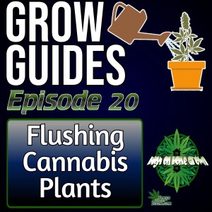 Flushing Cannabis Plants, How to Flush, When to Flush, and Should You Flush | Cannabis Grow Guides Episode 20