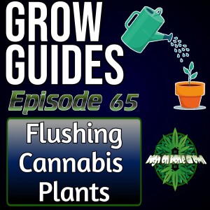 To Flush or Not to Flush? The Impact on Cannabis Quality. How and Why Cannabis Growers Flush Their Plants | Cannabis Grow guides Episode 65