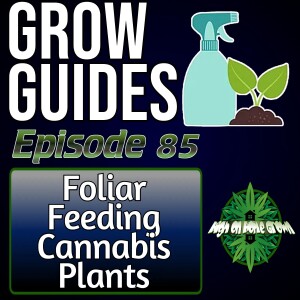 Foliar Feeding Cannabis Plants. How Foliar Feeding Works, and How to do it | Cannabis Grow Guides Episode 85