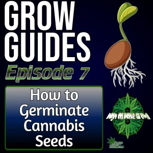 What is the Best Way to Germinate Cannabis Seeds? | Cannabis Grow Guides Episode 7