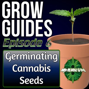 Germinating Cannabis Seeds | Cannabis Grow Guides Episode 6