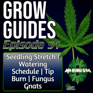 Seedlings Stretch | How Often Should I Water My Plants | Why Are My Leaf Tips Burning | What’s the Best Way to Get Rid of Fungus Gnats | Grow Guides Episode 51
