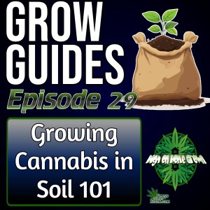 Growing Cannabis in Soil, Everything You Need to Know | Cannabis Grow Guides Epsidoe 29