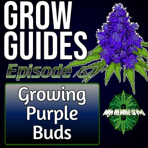 How to Grow Purple Buds | Cannabis Grow Guides Episode 67