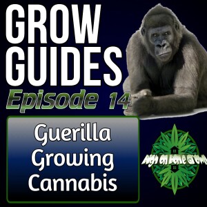 Guerrilla Growing Cannabis Plants | Cannabis grow Guides Episode 14