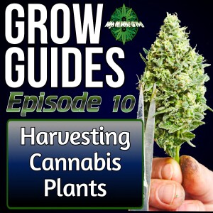 Harvesting Cannabis Plants | Cannabis Grow Guides Episode 10