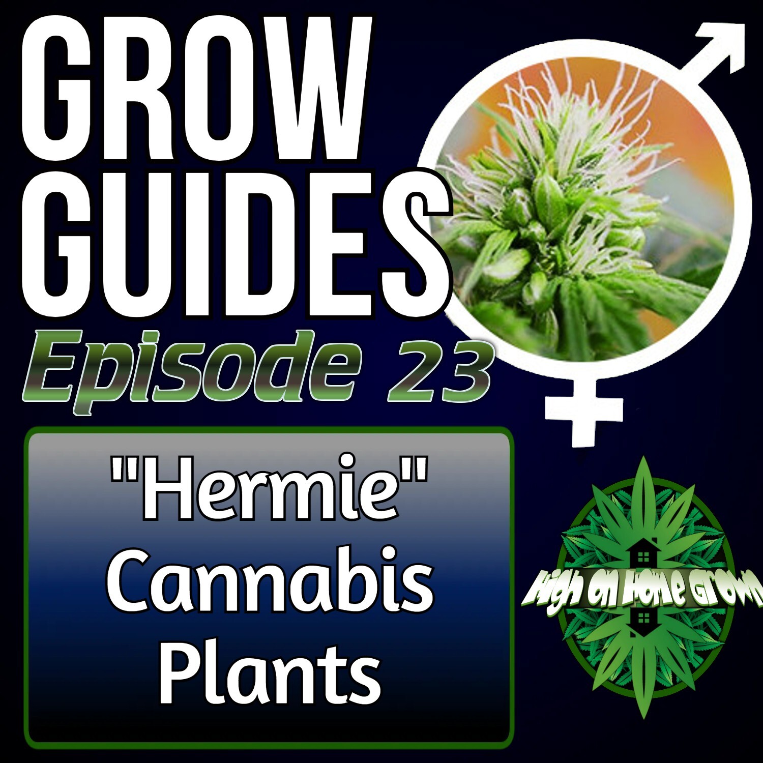 Hermaphrodite Cannabis Plants | Cannabis Grow Guides Episode 23