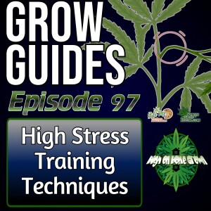 High Stress Training Techniques for Increasing Yield on Cannabis Plants | Cannabis Grow guide Episode 97
