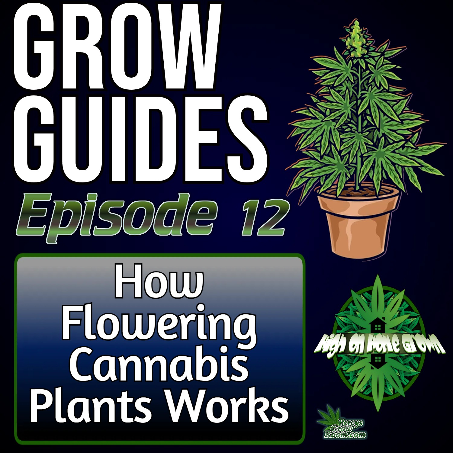 How Flowering Cannabis Plants Works | Cannabis Grow Guides Episode 12