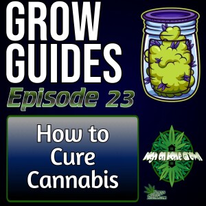 How to Cure Cannabis for Great Taste! | Cannabis Grow Guides Episode 23