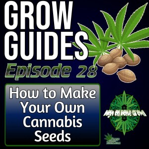 How to Make Your Own Cannabis Seeds! Cannabis grow Guides Episode 28