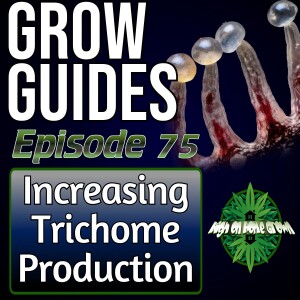 How to Increase Trichome Production on Cannabis Plants | Cannabis Grow Guides Episode 75