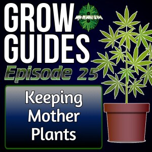 Mother Plants and Cuttings | Cannabis Grow Guides Episode 25