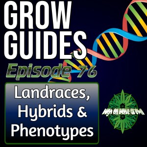 Landraces, Hybrids and Phenotypes, With Angus from the Real Seed Company | Cannabis Grow Guides Episode 76