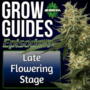 The Late Flowering Stage of Cannabis Plants | Cannabis Grow Guides Episode 9