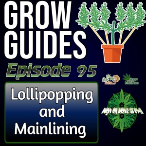 Lollipopping and Mainlining Cannabis Plants | Cannabis Grow Guides Episode 95